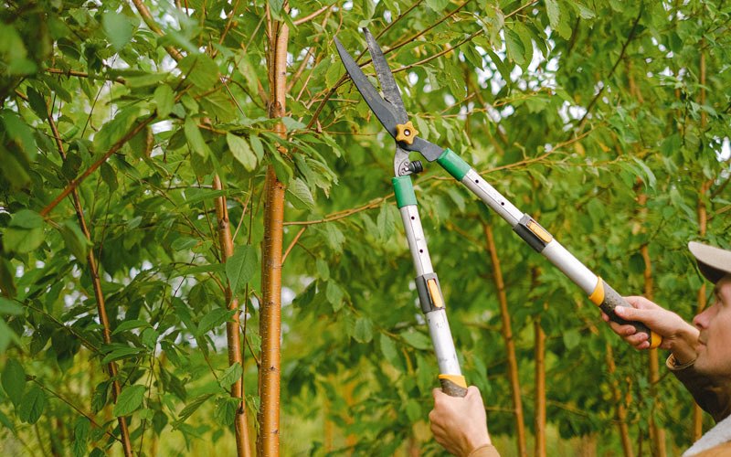 Tree trimming in Depew, OK