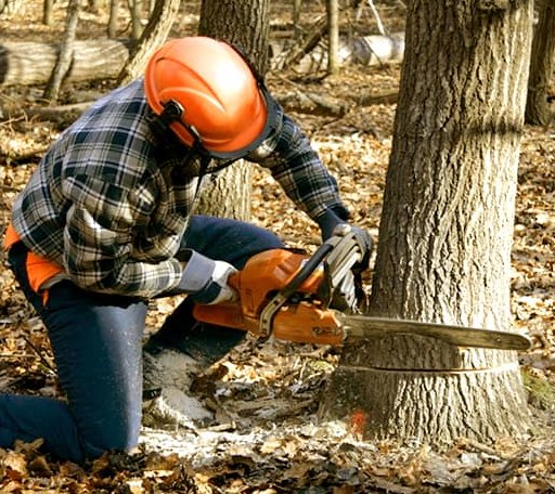 Tree Removal in Depew, OK